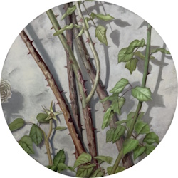 Wild Roses